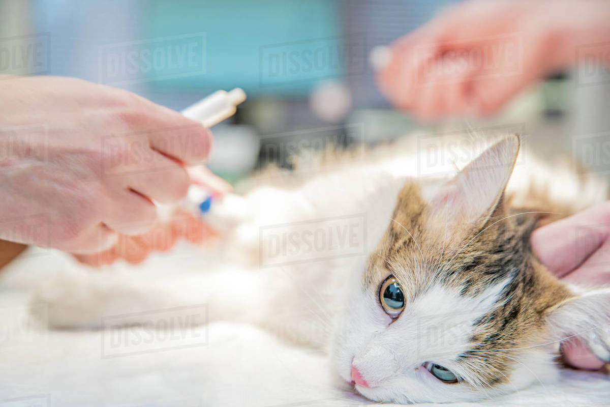 anesthetic cat injection before surgery in ceterinar clinic. Stock