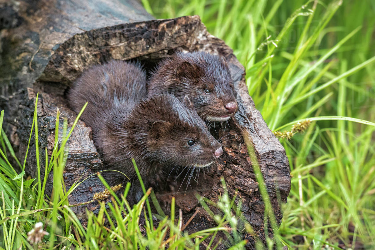 USA, Minnesota, Sandstone, Minnesota Wildlife Connection. Two mink kits in log watching for