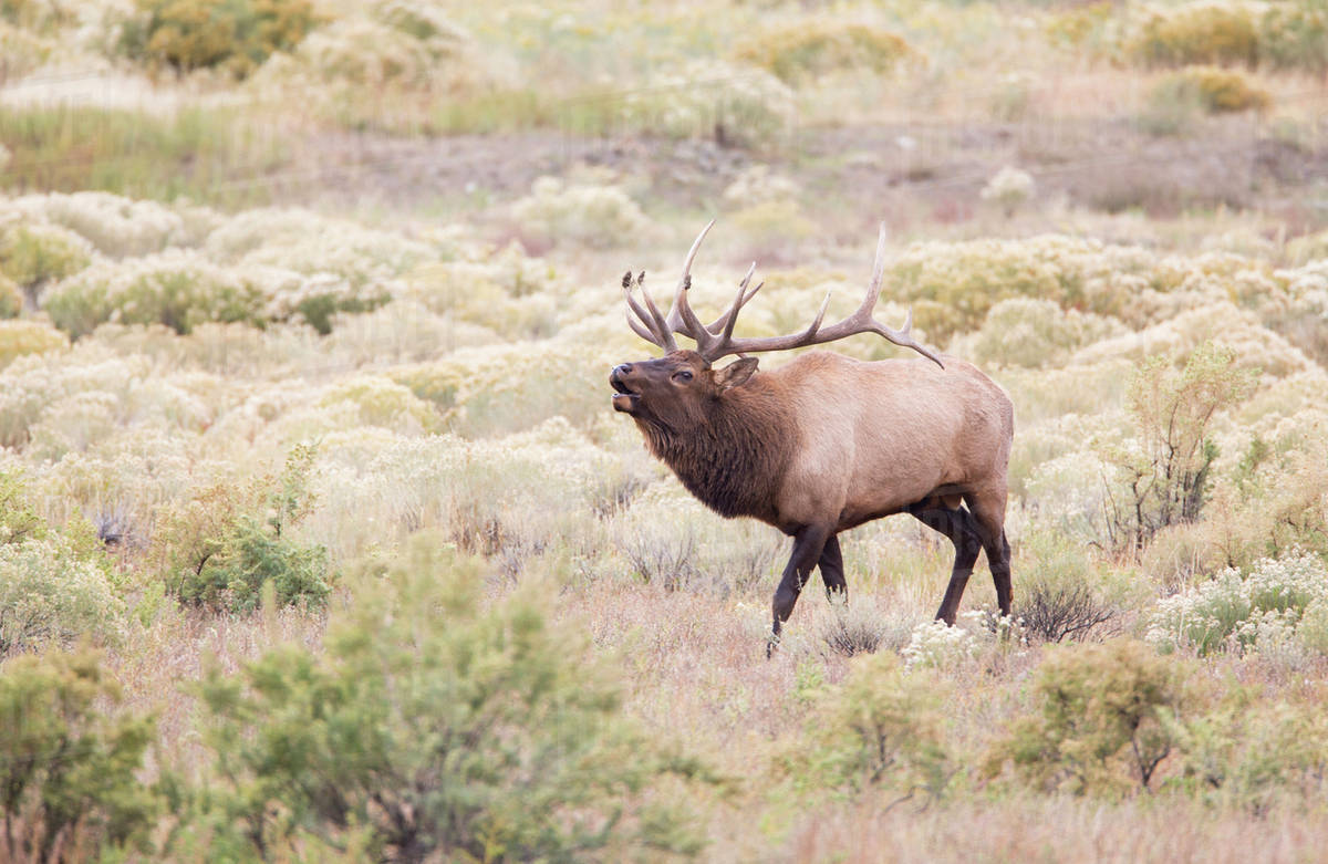 Montana, Yellowstone National Park, Bull Elk bugling in Rabbitbrush meadow during rut. Stock