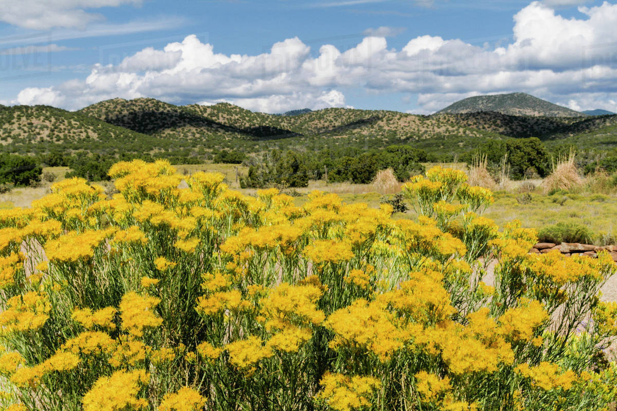 Landscape with chamisa shrub in bloom. Santa Fe, New Mexico, United States. Stock Photo Dissolve