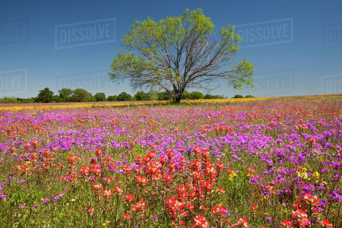 Spring mesquite trees growing in wildflowers, Texas, USA, North America