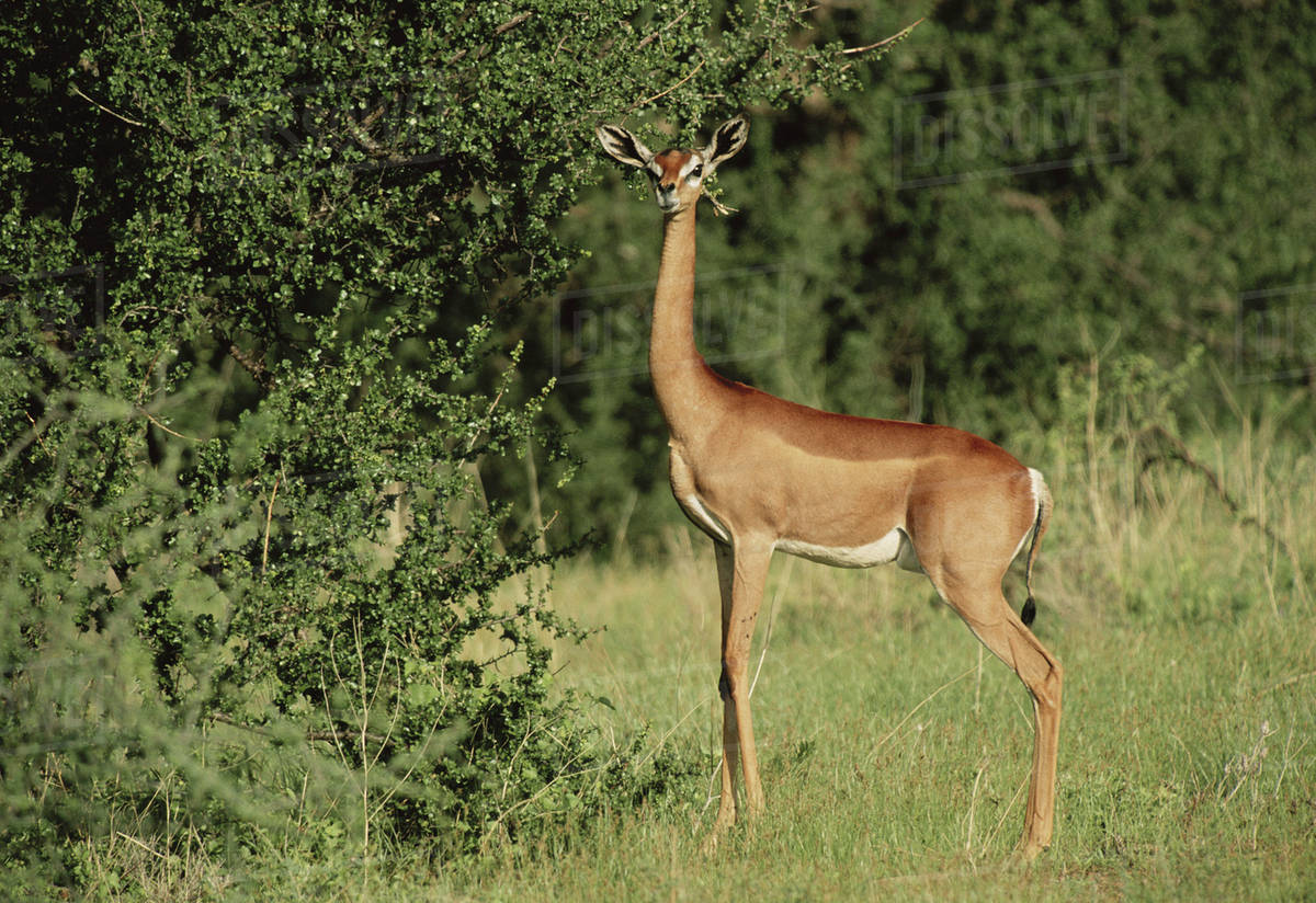 Image result for gerenuk