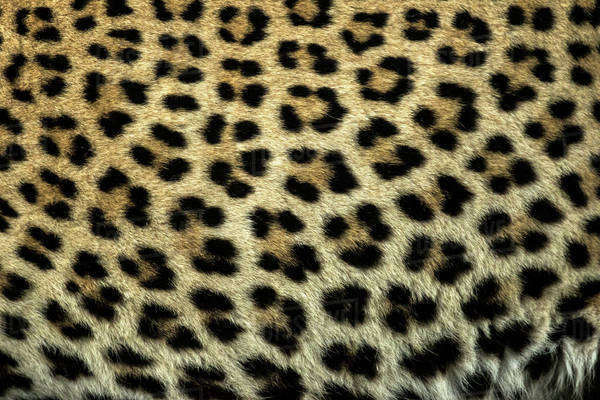 South Africa, Sabi Sabi Private Game Reserve. Close-up of leopard spots ...