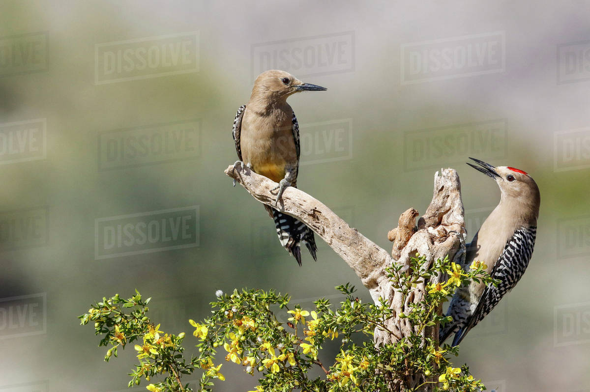 USA, Arizona, Buckeye. Male and female gila woodpeckers on cholla