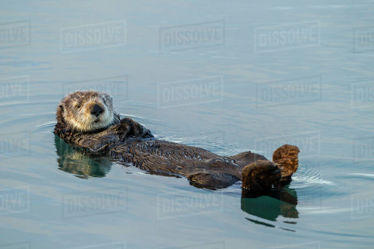 USA, California, Morro Bay. Sea otter floating on back in ocean