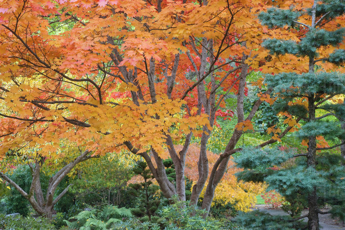 USA, Oregon, Ashland. Lithia Park trees in the Japanese Garden ...