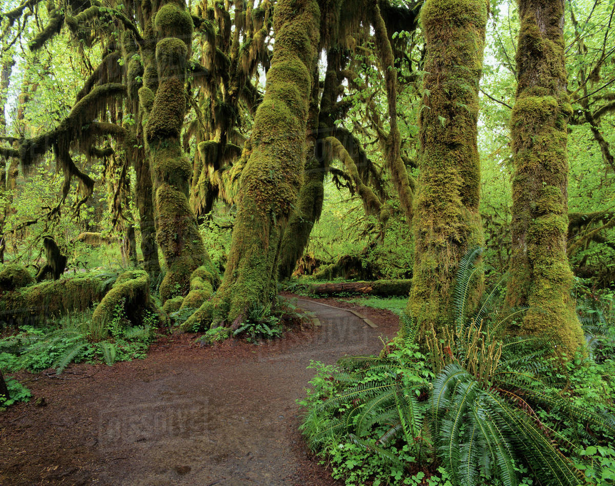 hall of moss trail