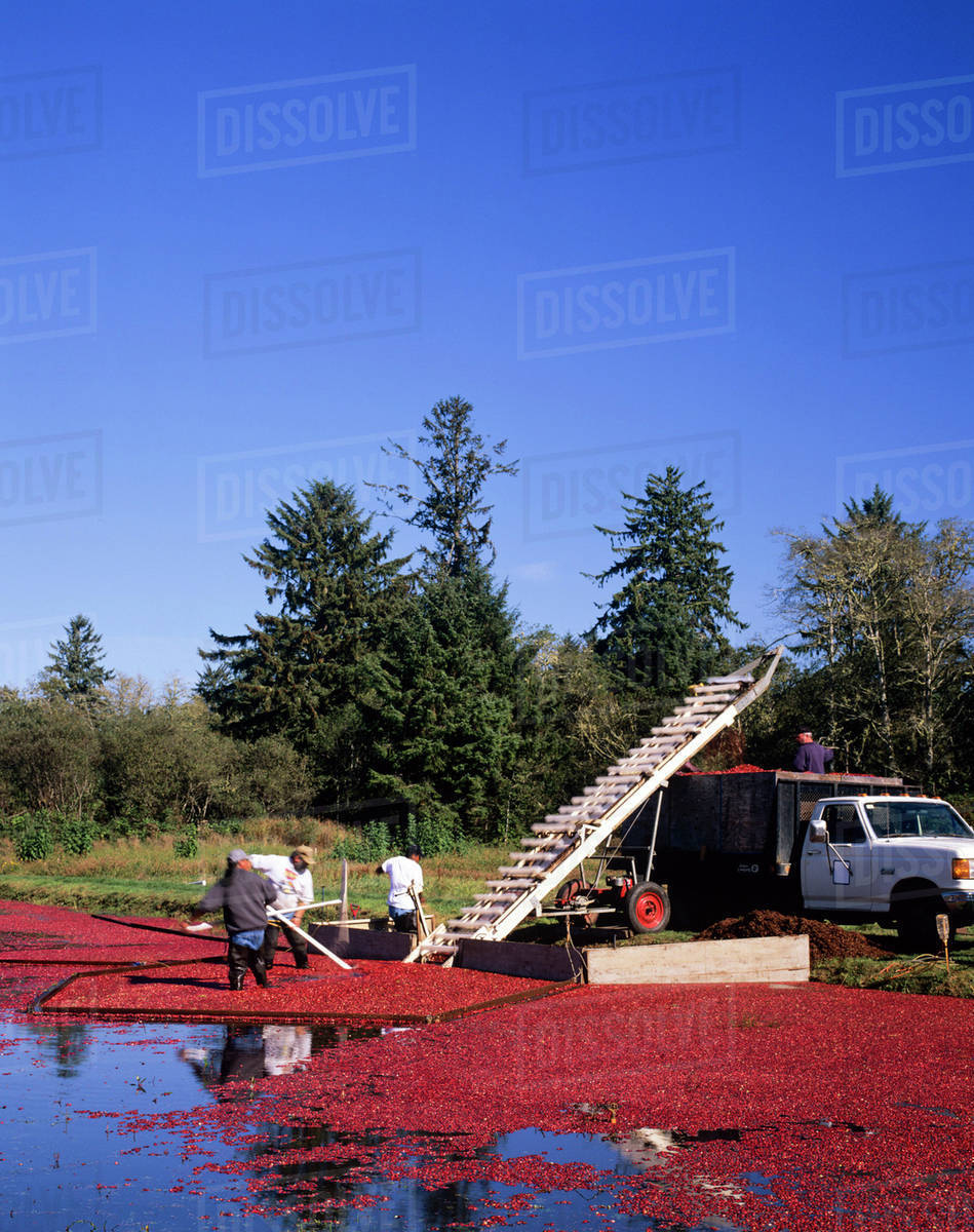 WA, Long Beach, Cranberry Harvest using wet method Stock Photo Dissolve