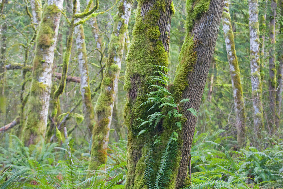 WA, Tiger Mountain State Forest, Licorice ferns, growing from moss on