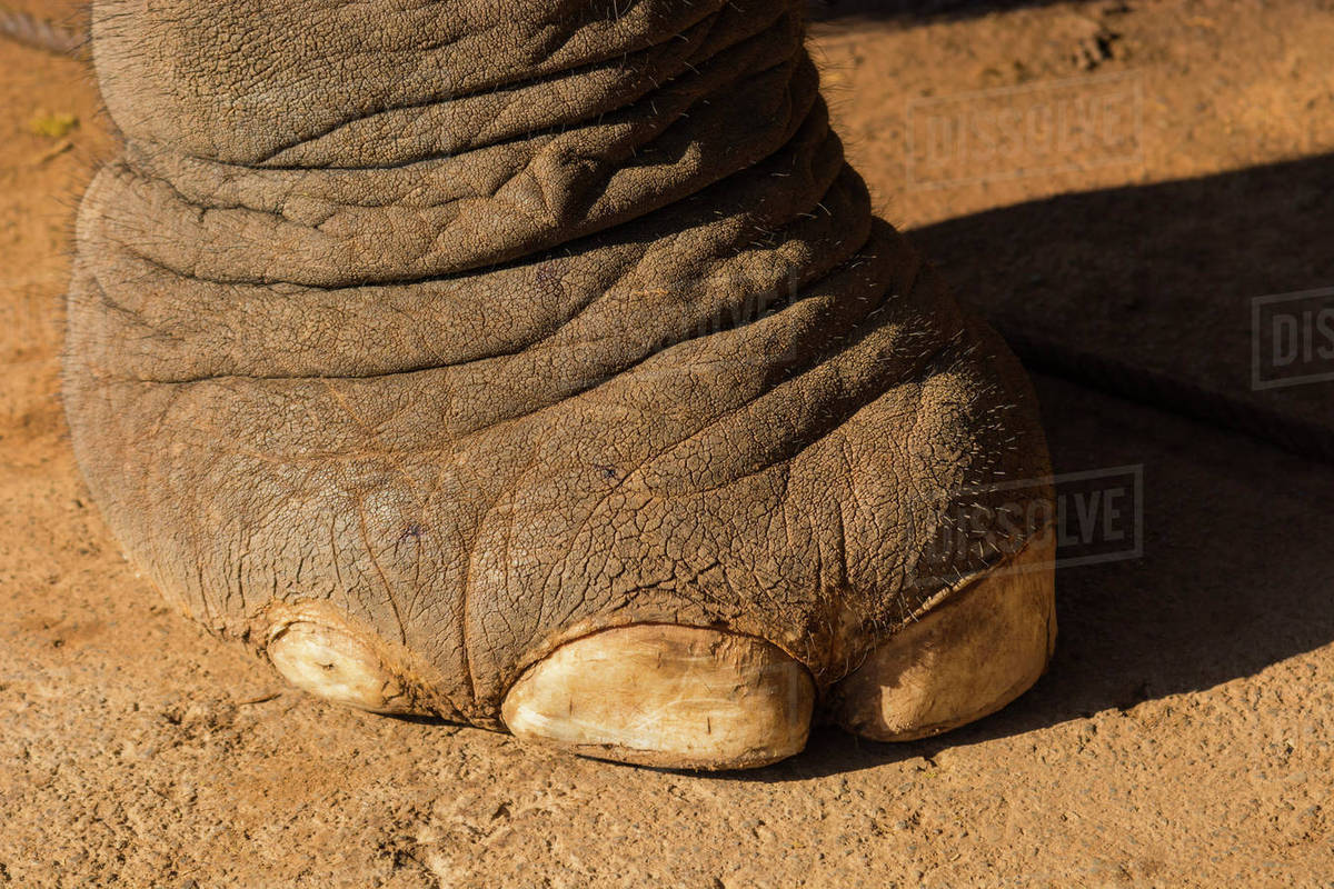 Myanmar. Shan State. Near Kalaw. Green Hill Valley Elephant Camp. Elephant foot, showing the
