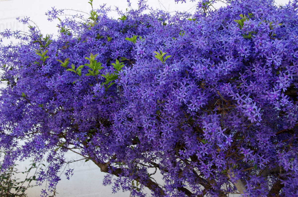 Africa, South Africa, Gauteng, Pretoria, Plumbago shrub in garden at