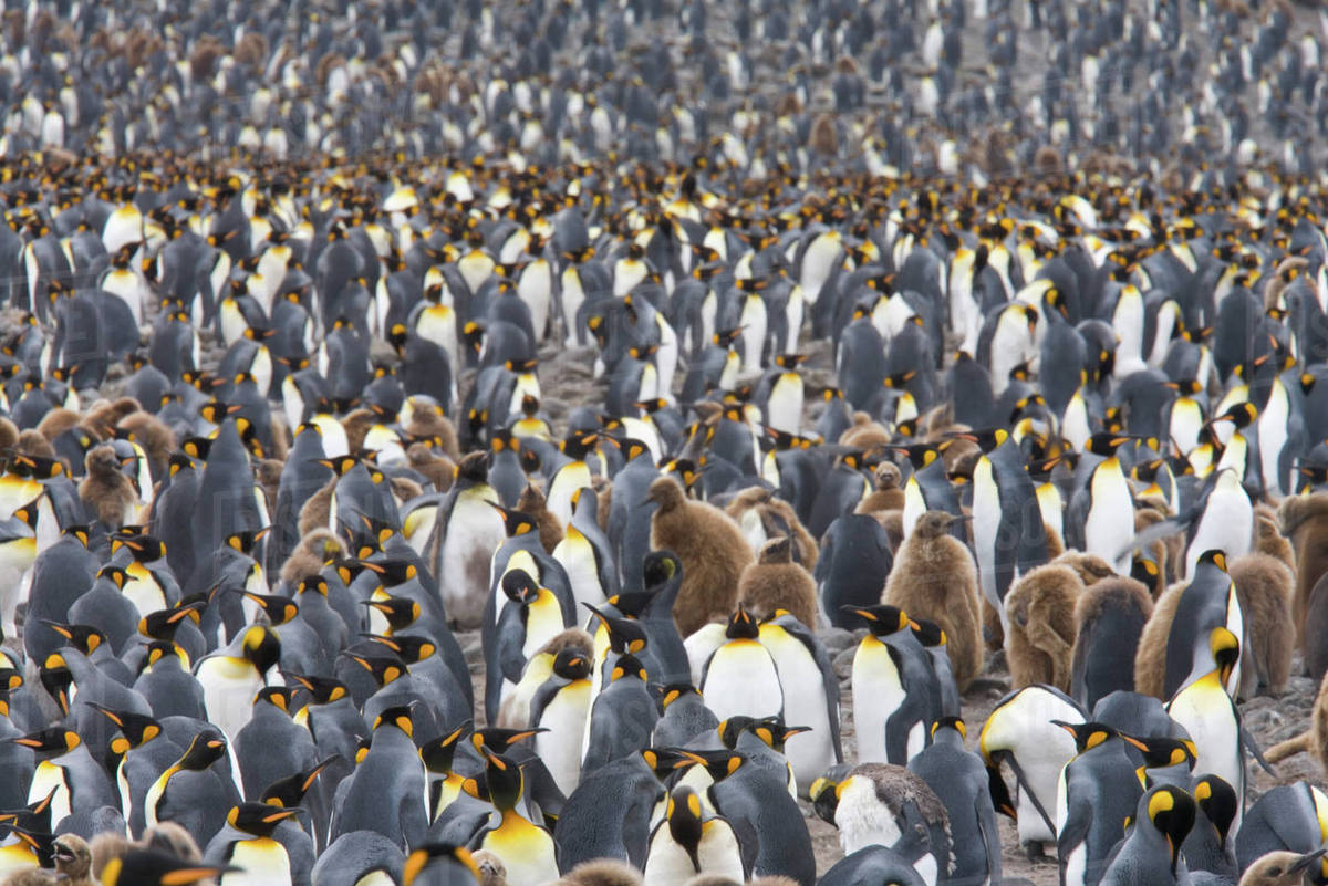 Thousands of king penguins are packed together in the second largest breeding colony  of King penguins in the world located at Salisbury Plain on South Georgia Island Royalty-free stock photo