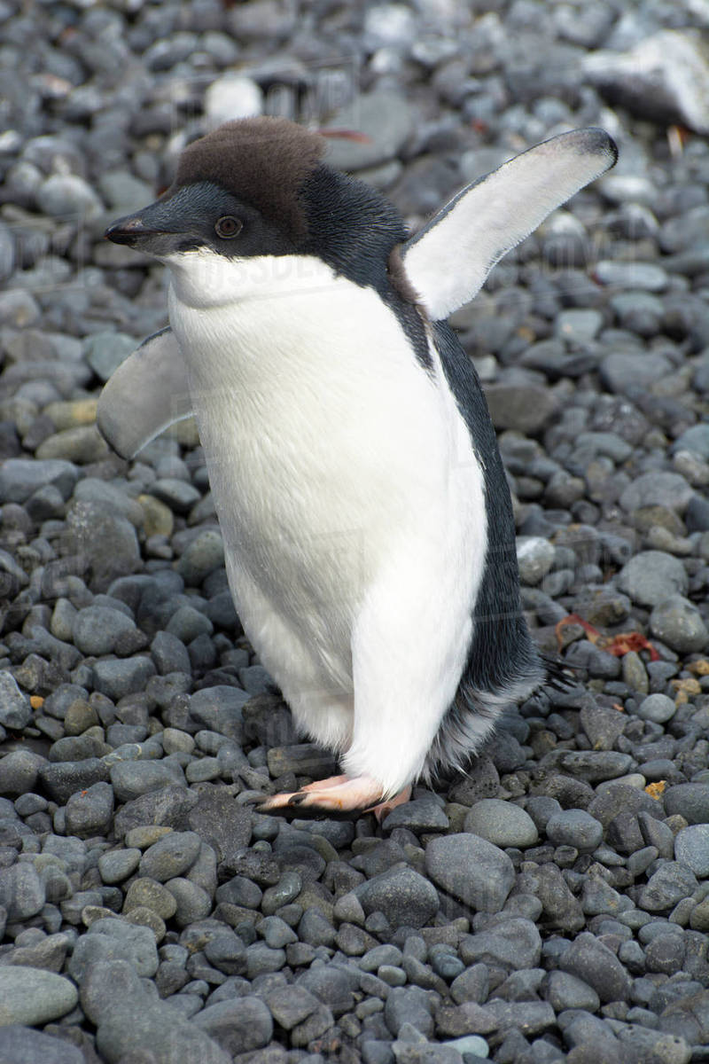 Antarctica. Brown Bluff. Juvenile Adelie penguin  