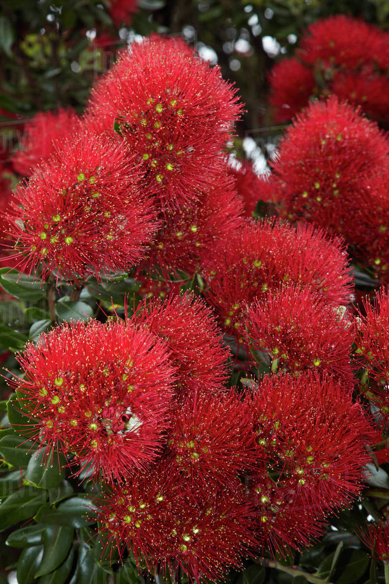 Closeup of native Pohutukawa flowers (metrosideros excelsa) in the Bay