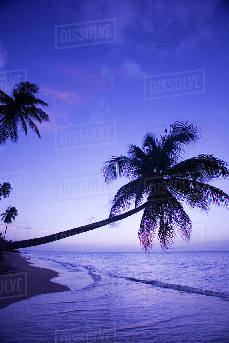 Lone palm tree at sunset, Coconut Grove beach at Cade's Bay Stock