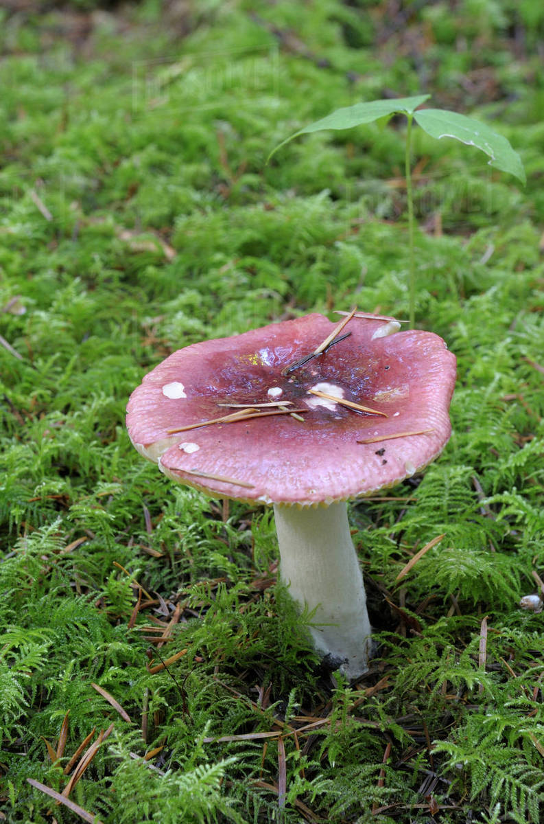 Canada, British Columbia, Vancouver Island. Rosy Russula (Russula