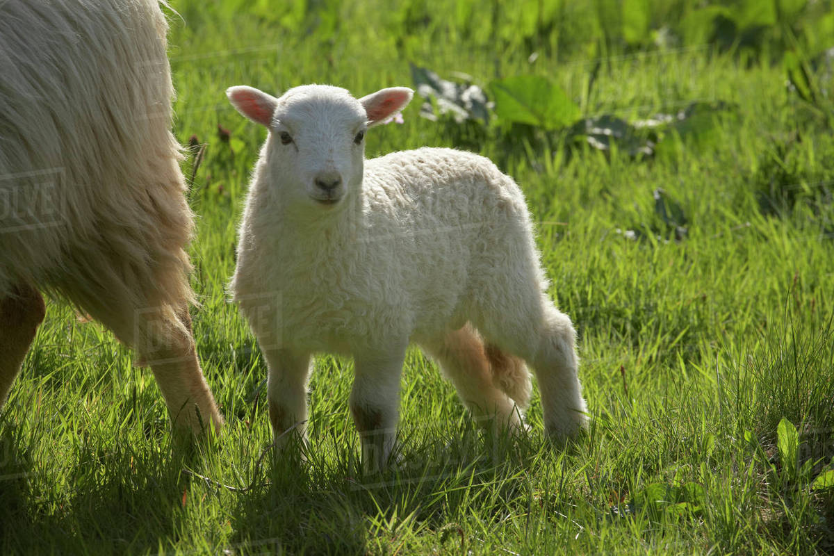 Lamb, Wales, United kingdom Stock Photo Dissolve