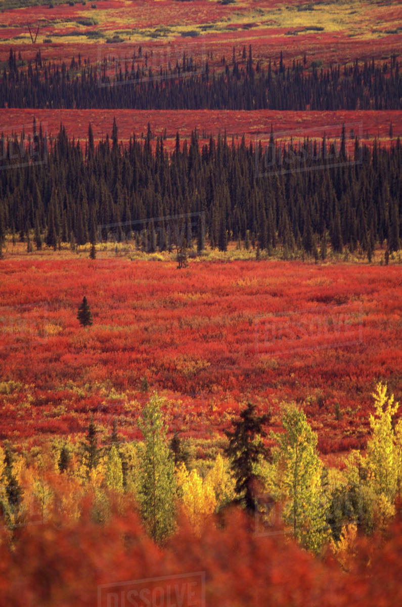 USA, Alaska, Denali National Park Peak fall color; white spruce, aspen