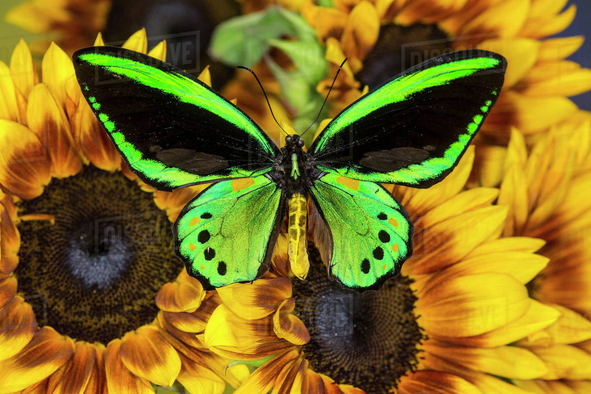 Common Green Birdwing or the Priams Birdwing, Male, Ornithoptera