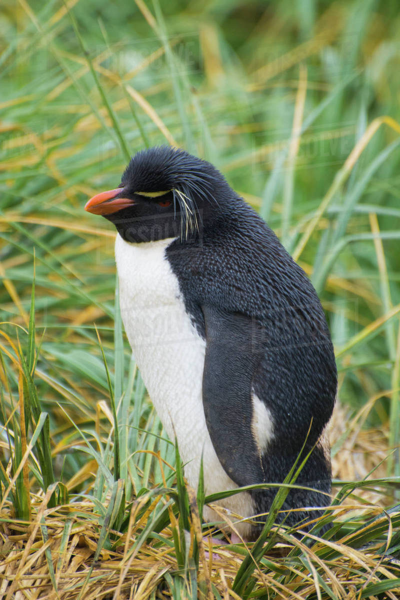 Falkland Islands Rockhopper Exploration Stock Lse Rkh Falkland Islands  Rockhopper Exploration Plc Share Price