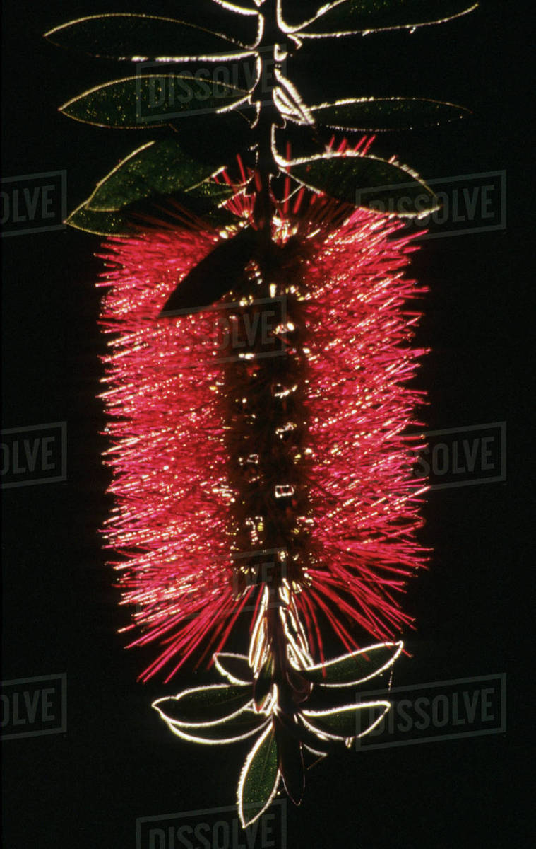 Bottlebrush tree (Callistemon rigidus) in bloom, ArizonaSonora Desert
