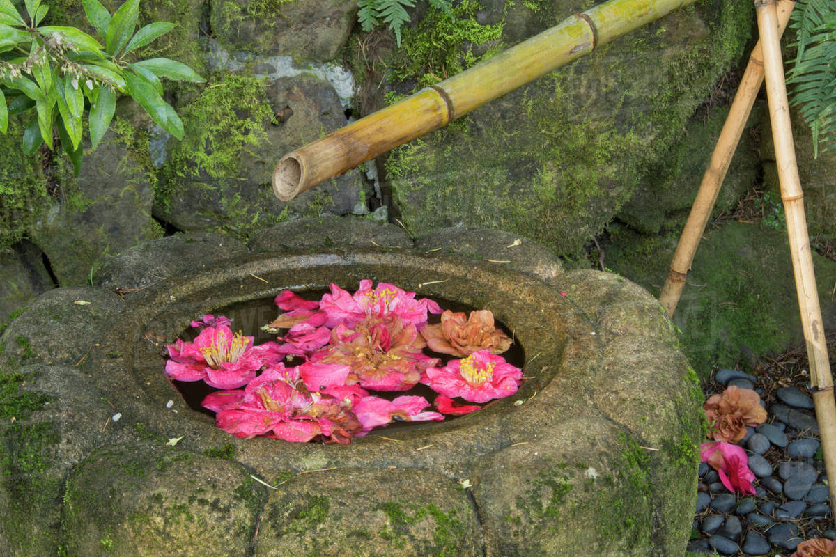 Water basin, flowers, Portland Japanese Garden, Portland, Oregon, USA