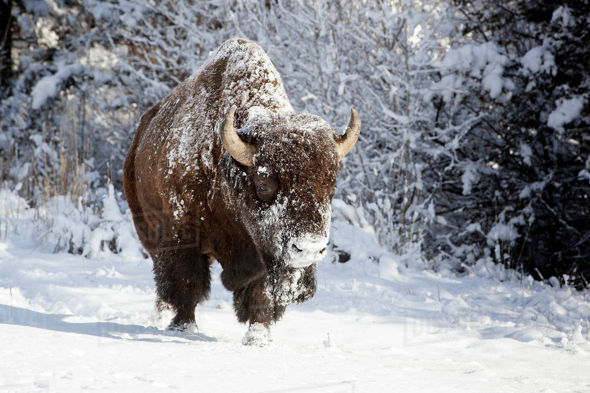 Wapiti Wyoming USA Bison Walking In The Snow Stock Photo Dissolve