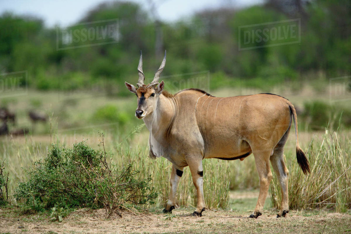 Giant Eland Taurotragus Derbianus Serengeti National Park Tanzania giant-eland-taurotragus-derbianus-serengeti-national-park-tanzania
