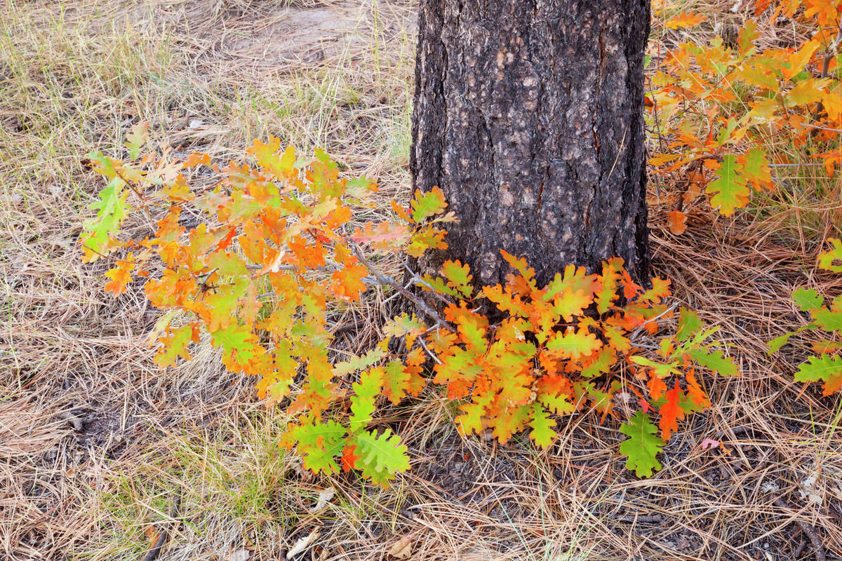 USA, Colorado, Mancos State Recreation Area, Gambel oak tree Stock Photo Dissolve