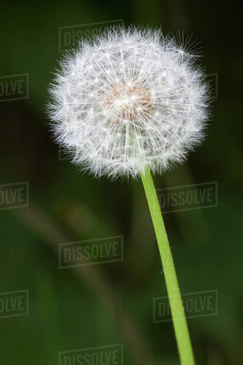 wa tiger mountain state forest dandelion seed head taraxacum