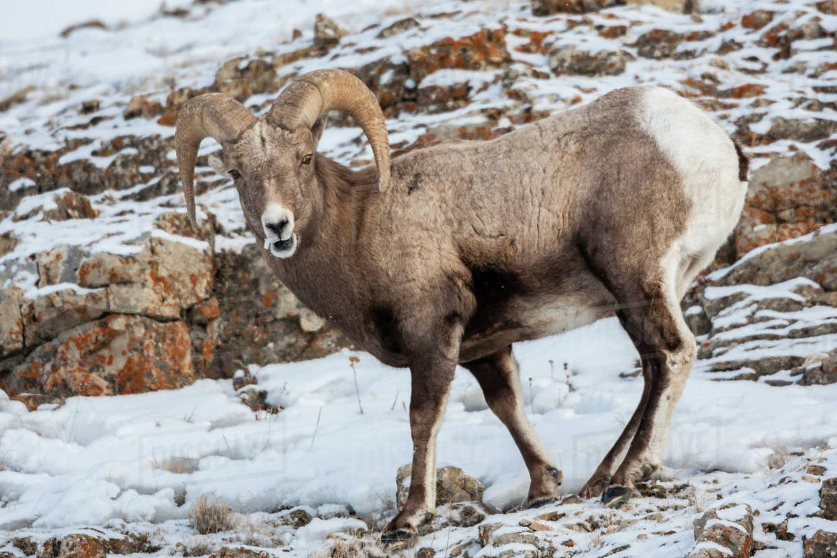 USA, Wyoming, Yellowstone National Park. Bighorn sheep standing in snow
