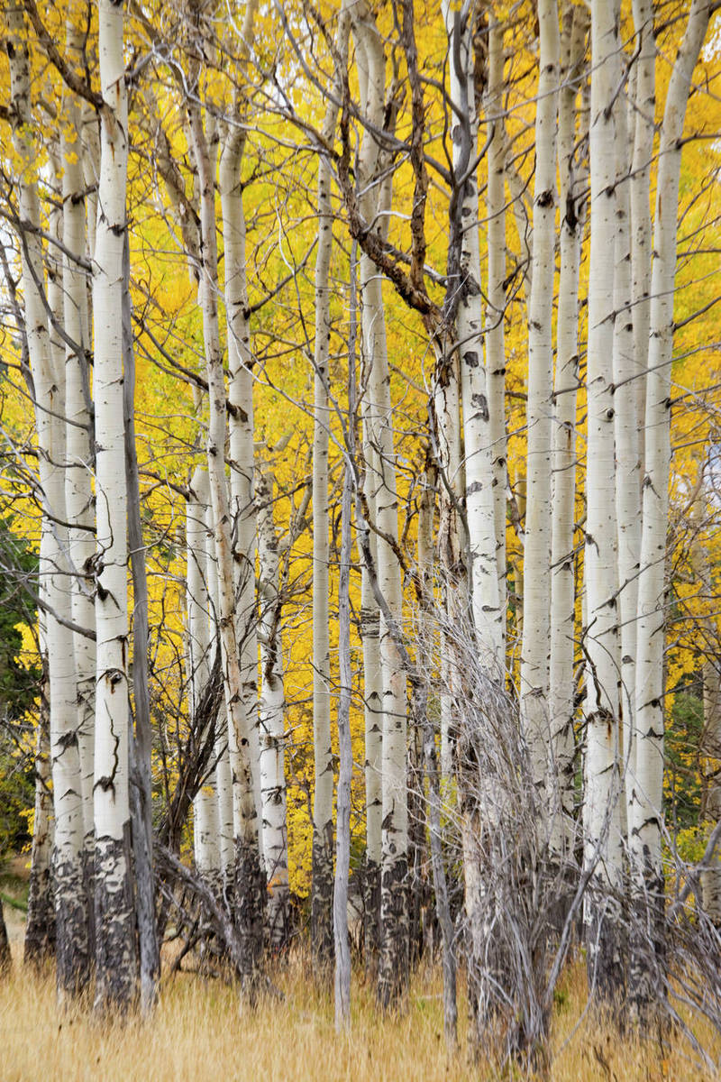 Wy Yellowstone National Park Aspen Trees Stock Photo Dissolve