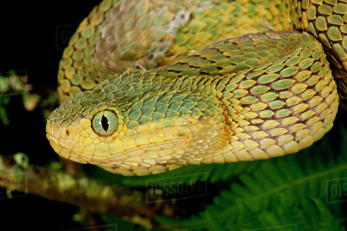 bush viper atheris squamiger