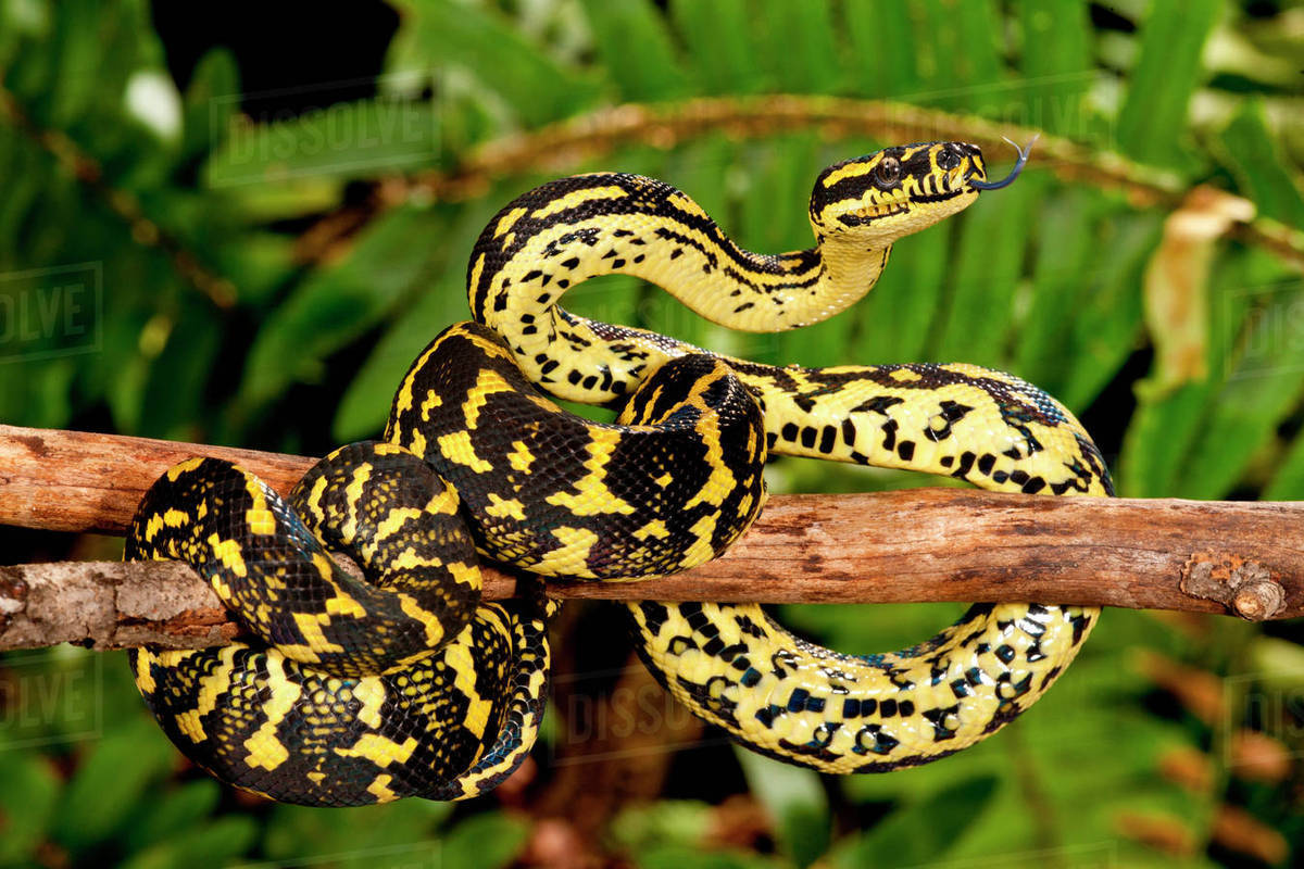 Jungle Carpet Python Morelia Spilotes Variegata Native To Australia 