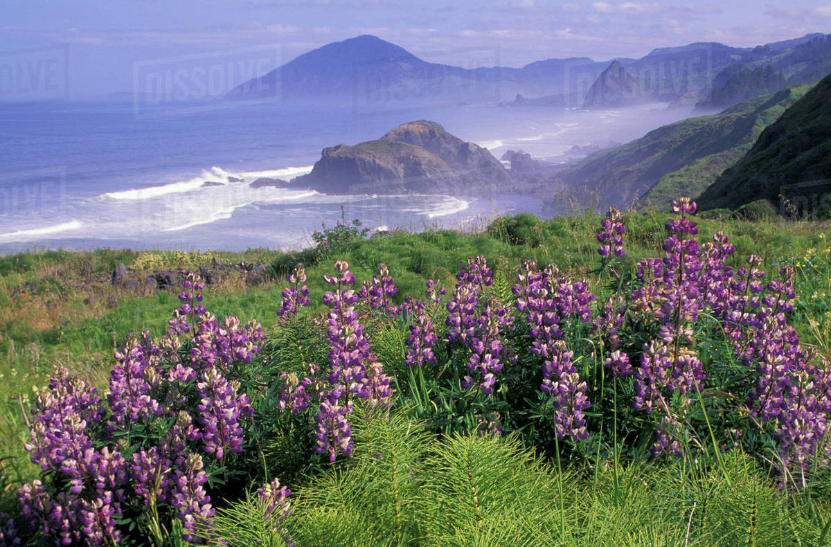 Usa Oregon Nesika Beach Lupine And Coastline Stock Photo Usa Oregon Nesika Beach Lupine And Coastline