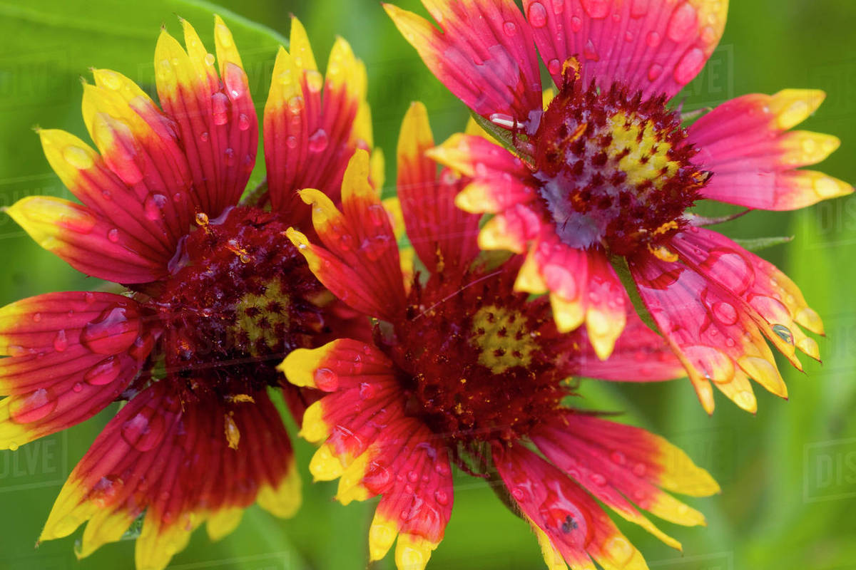 Indian Blanket Flower, Gaillardia pulchella, Wildflowers, Hill Country