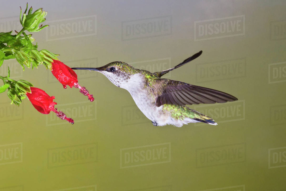 Similar Species To Ruby Throated Hummingbird All About