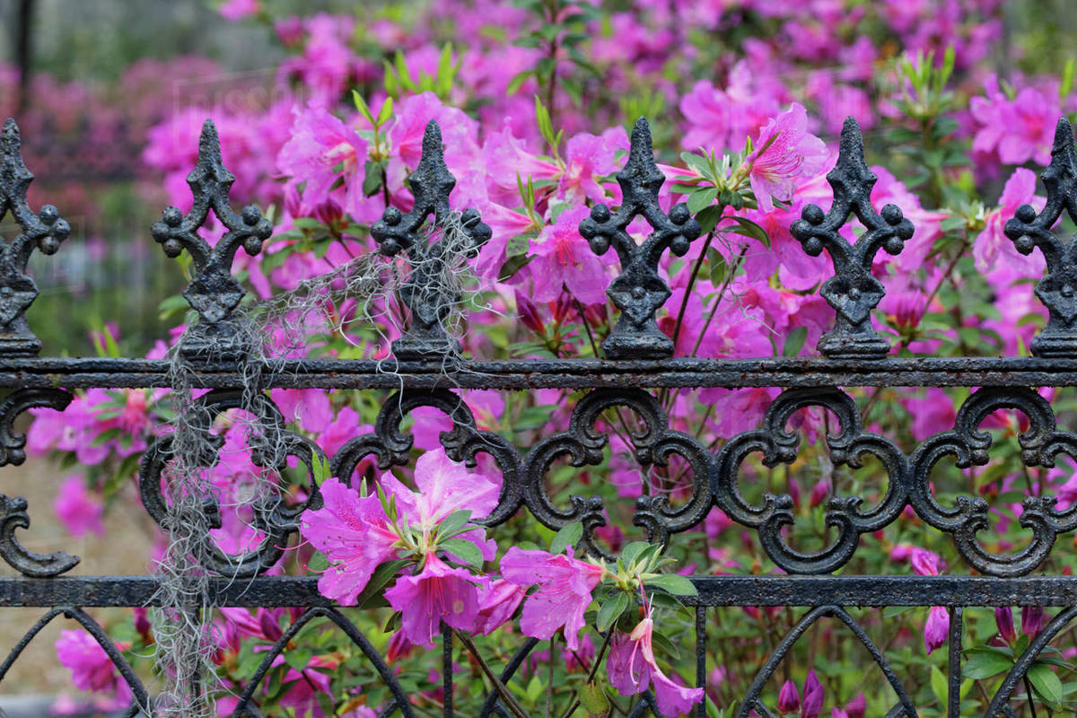 Iron fence and azaleas in full bloom, Bonaventure Cemetery, Savannah