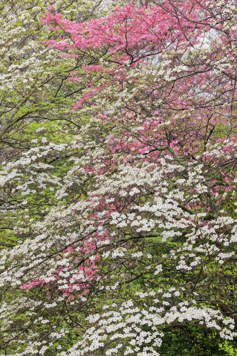 Pink and white flowering dogwood trees, Kentucky Stock Photo Dissolve