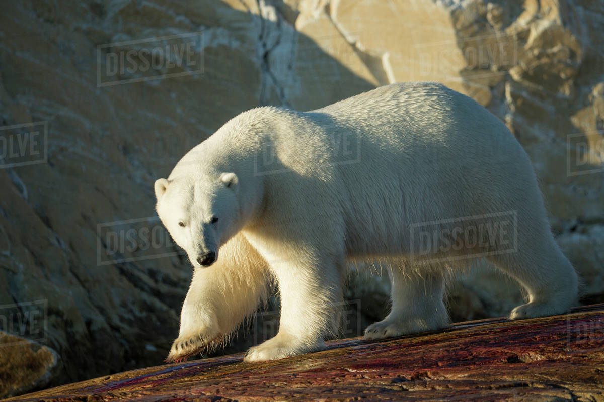 Canada, Nunavut Territory, Polar Bear walking on rocky shoreline of