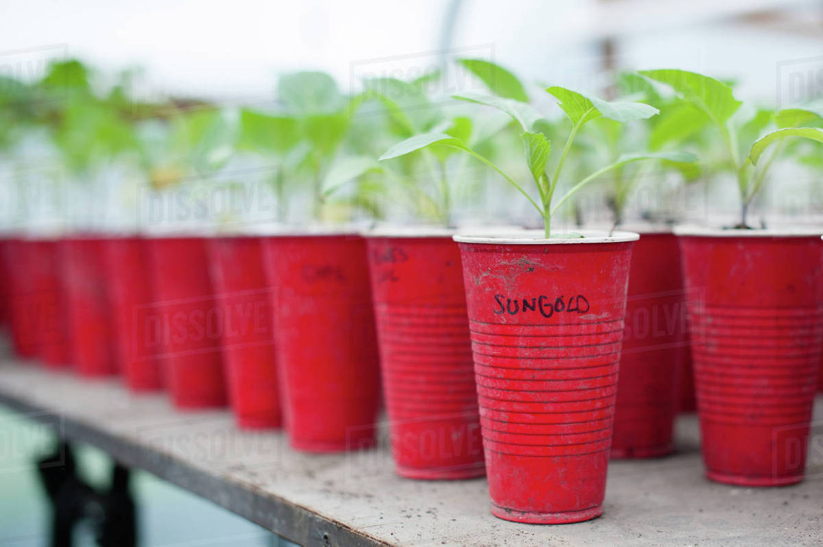 Rows of seedling plants in red plastic cups in plant nursery Stock