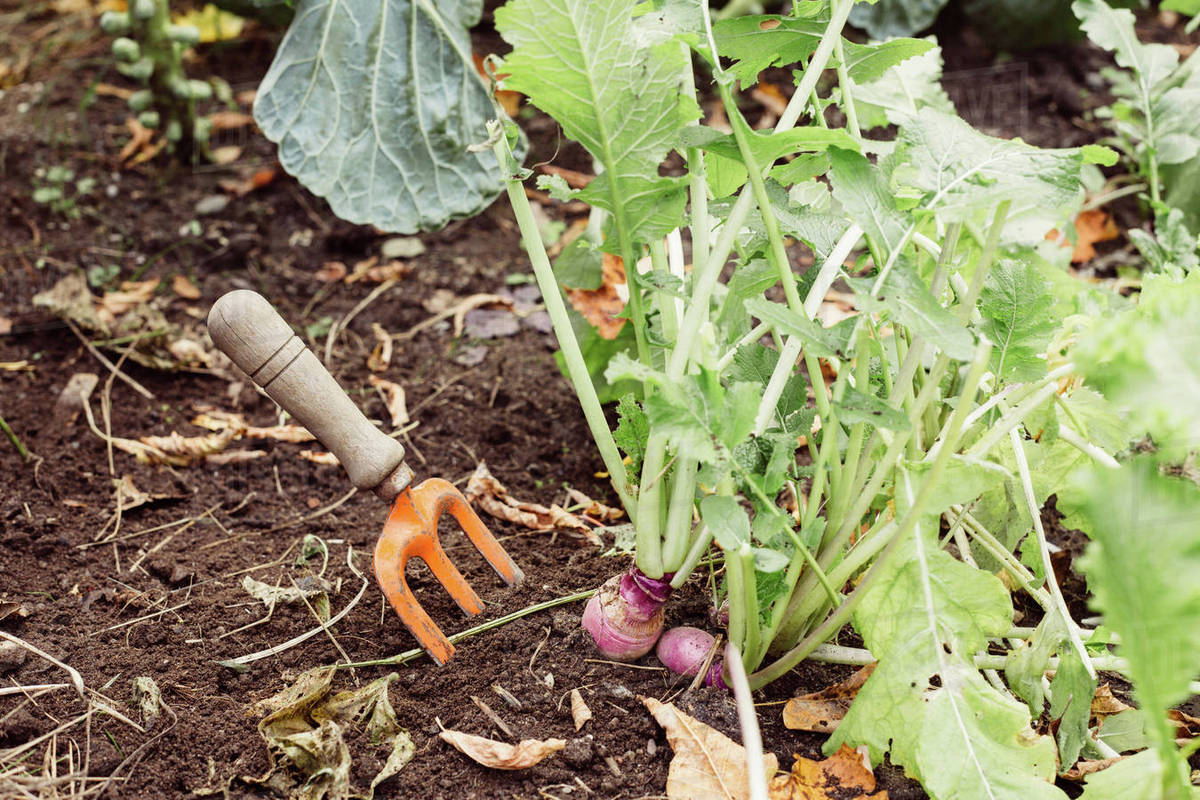 Fork in ground next to growing vegetables, closeup Stock Photo Dissolve
