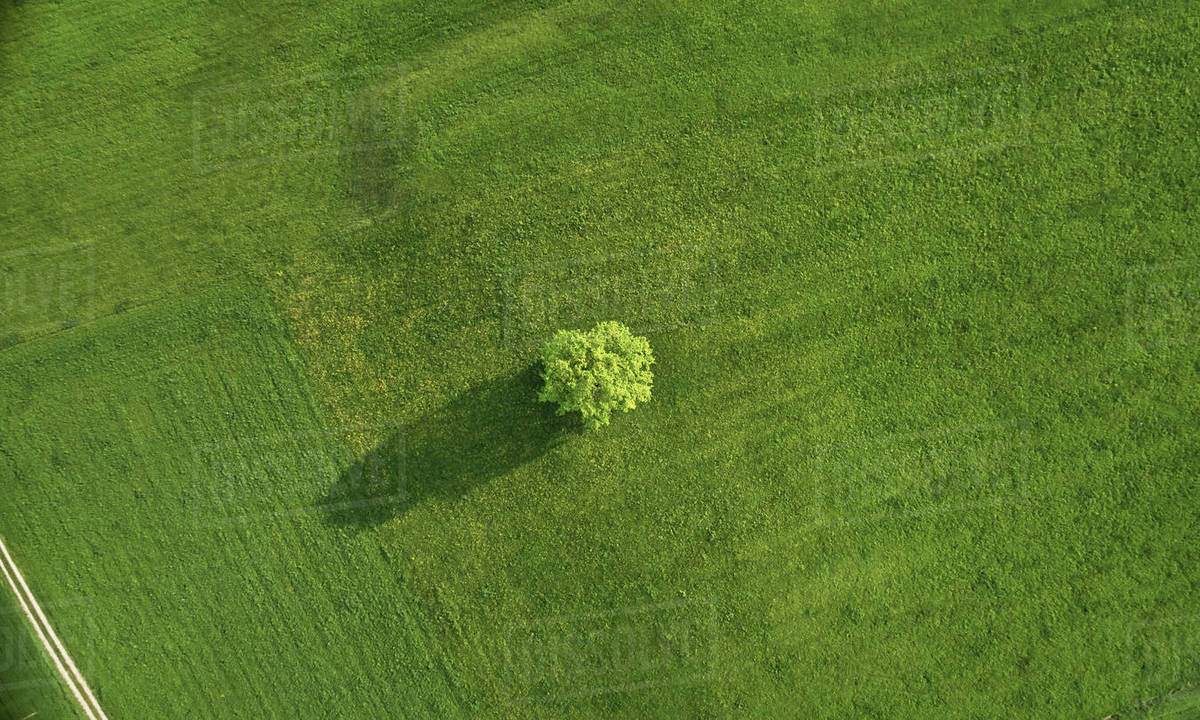 Single oak tree in field, overhead view, Munsing, Bavaria, Germany
