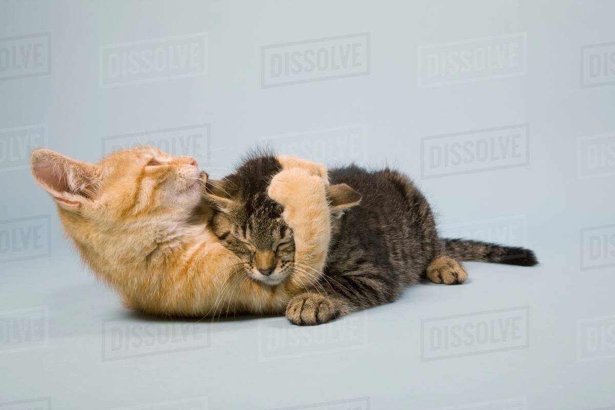 Two cats play fighting Stock Photo Dissolve