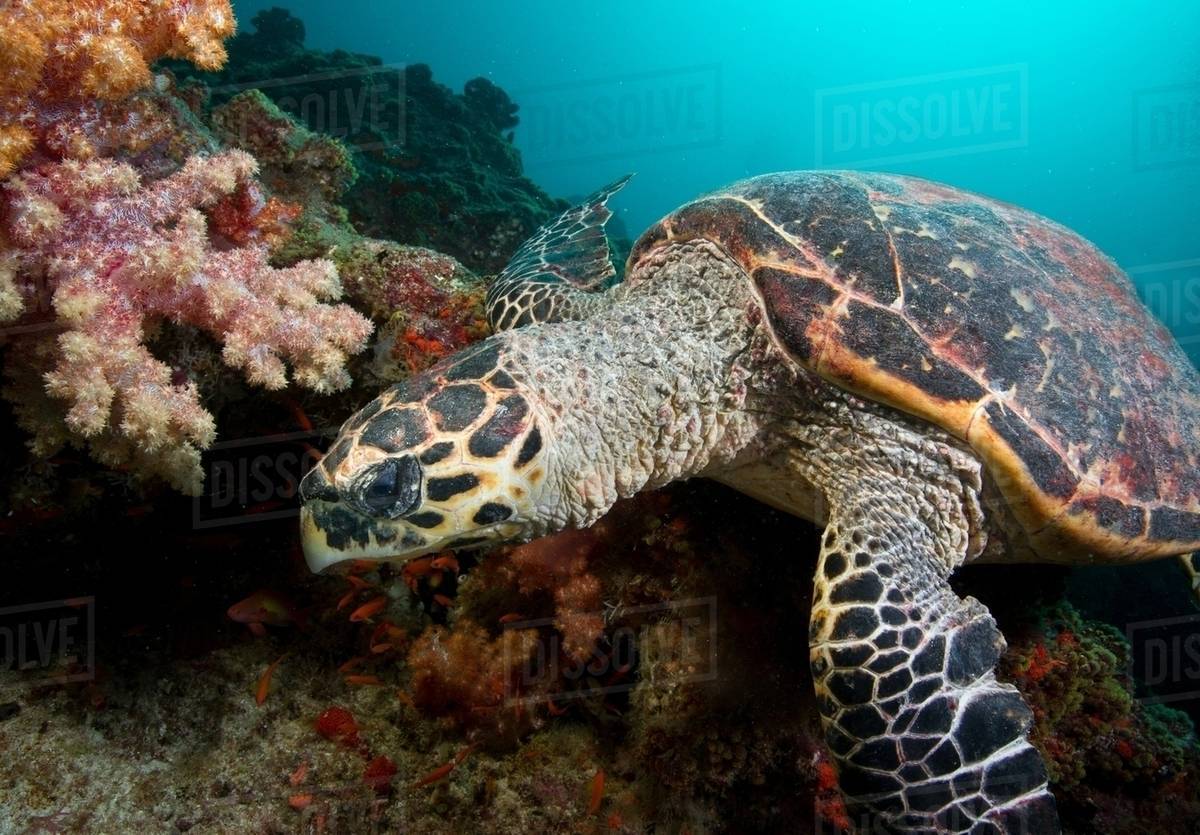 Hawksbill Turtle On Coral Reef Royalty free Stock Photo Dissolve hawksbill-turtle-on-coral-reef-royalty-free-stock-photo-dissolve