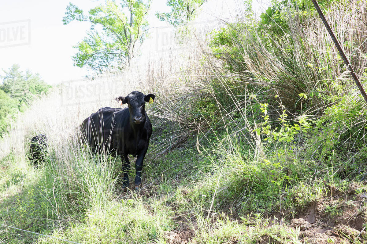 Portrait of aberdeen angus cattle on free range organic farm - Royalty ...