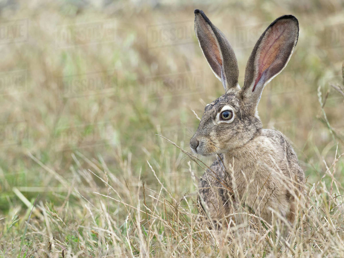Jack Rabbit Usa >> Black Tailed Jackrabbit Lepus Californicus In Long Grass Point Jack Rabbit Usa >> Black Tailed Jackrabbit Lepus Californicus In Long Grass Point