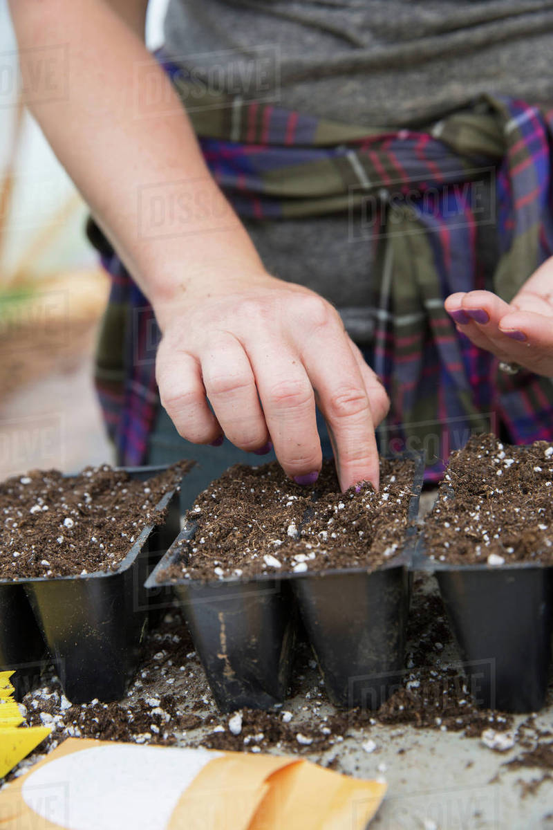Cropped View Of Woman Planting Watermelon Seeds In Seed Trays D25 148 387 Cropped View Of Woman Planting Watermelon Seeds In Seed Trays D25 148 387
