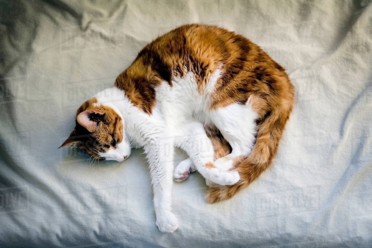 Ginger cat curled up on bed Stock Photo Dissolve
