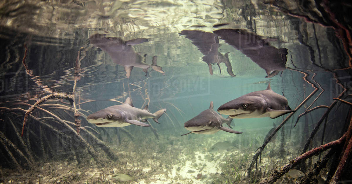 Underwater view of baby lemon sharks swimming amongst mangroves, Alice